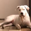 shelby, Dogo Argentino