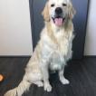 falken, Golden Retriever