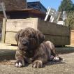 GROOT, Cane Corso