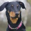 Pagaille, Beauceron