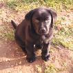 Nike, Labrador Retriever