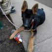 dora, Deutscher Schäferhund