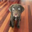 Théodore, Labrador Retriever