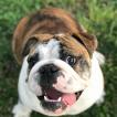 Pacha, Bulldog