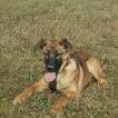 Sora, Berger Malinois