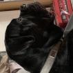 Patou, Cane Corso