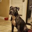 Andre 3k, American Staffordshire Terrier