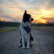 Koda, Pastor Australiano