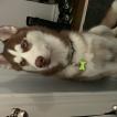 Onyx, Husky Siberiano