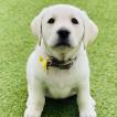 Nala, Labrador Retriever