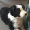 Jinbi, Border Collie