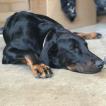 Natsu, Beauceron