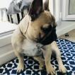 poppy, Bulldog Francés