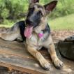 Sadie, German Shepherd Dog