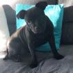 Alita, Staffordshire Bullterrier