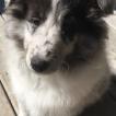 Pixel, Pastor De Shetland
