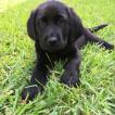 Leo, Labrador Retriever