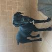 Pépite, Cane Corso