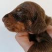 Rilo, Dachshund (Pelo Largo)