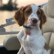 Blaze, Brittany Spaniel 