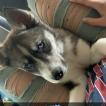 Loki, Husky Siberiano
