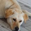 Lucy, Labrador Retriever
