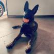 Odín, Pastor Belga Malinois