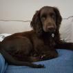 Fudge, Cocker Spaniel