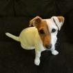 Jackie, Parson Jack Russell Terrier (De Pelaje Corto - Suave)