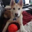 Ti-Lou, Siberian Husky