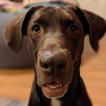 Zaja, Labrador Retriever