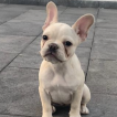 Madi, Bulldog Francés
