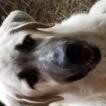 Diamond Acres Tilly, Pastor De Anatolia