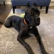 Gin, Cane Corso