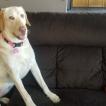 Sandy, Labrador Retriever