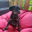 Raven, Beauceron
