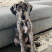 Nala, Dogue Allemand