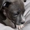 Ruby, American Staffordshire Terrier