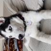 Mika, Husky Siberiano