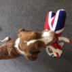 Emberly, Brittany Spaniel 