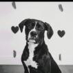 Gracie x breed, Cane Corso