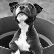 R-Lyne, Staffordshire Bull Terrier