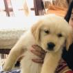 Dollar, Golden Retriever