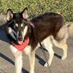 Dakota, Husky Siberiano
