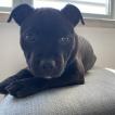 Leia, Staffordshire Bull Terrier