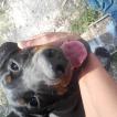 Patate, Beauceron