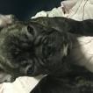Spartacus, Bouledogue Français