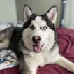 Kira, Siberian Husky