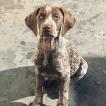 Ralf, Braco Alemán De Pelo Corto