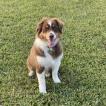 finn, Pastor Australiano